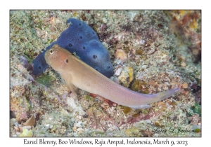 Eared Blenny