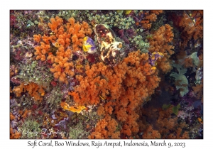 Soft Corals