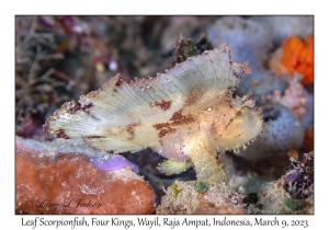 Leaf Scorpionfish