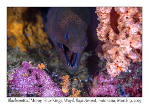 Blackspotted Moray