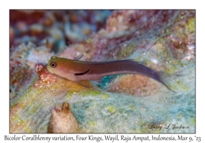 Bicolor Coralblenny variation