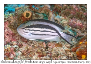 Blackstriped Anegelfish female