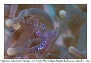 Sarasvati Anemone Shrimp