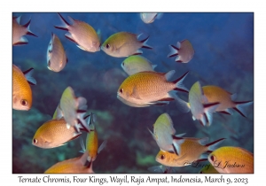 Ternate Chromis