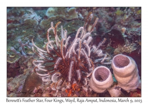 Bennett's Feather Star