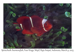 Spinecheek Anemonefish