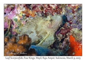 Leaf Scorpionfish