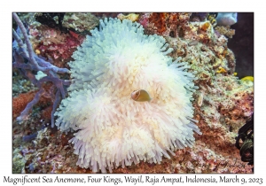 Magnificent Sea Anemone