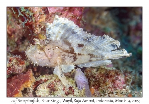 Leaf Scorpionfish