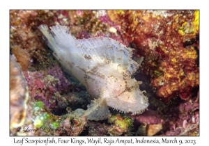 Leaf Scorpionfish