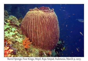 Barrel Sponge