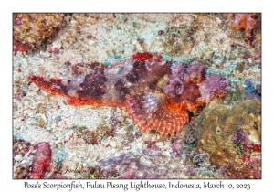 Poss's Scorpionfish