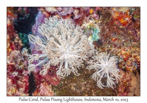 Pulse Coral