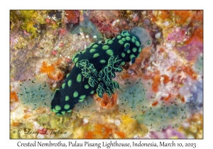 Crested Nembrotha