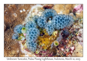 Unknown Tunicates