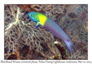 Blenthead Wrasse