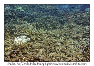 Shallow Reef Corals