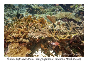 Shallow Reef Corals