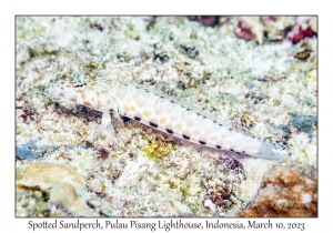 Spotted Sandperch