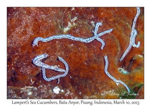 Lampert's Sea Cucumbers