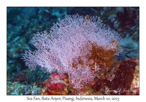 Sea Fan