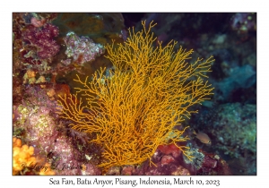 Sea Fan