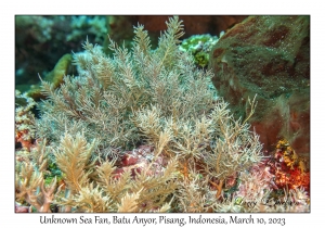 Unknown Sea Fan