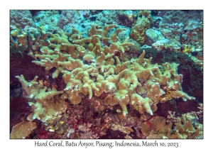 Hard Coral