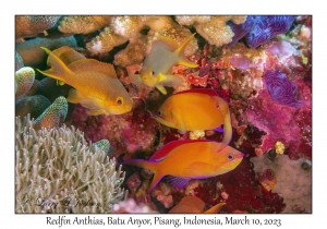 Redfin Anthias