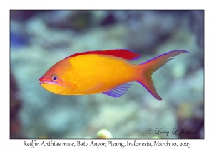 Redfin Anthias male