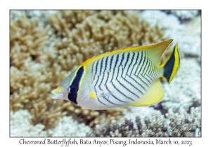 Chevroned Butterflyfish