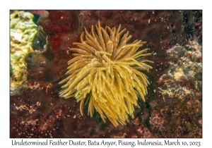 Undetermined Feather Duster Worm