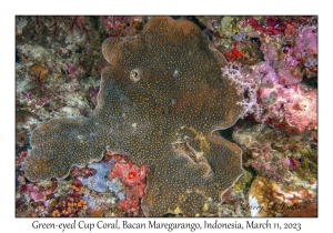 Green-eyed Cup Coral