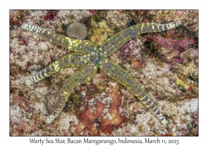 Warty Sea Star