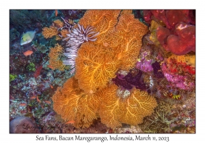 Sea Fans