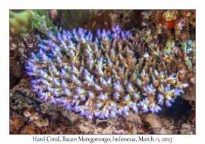 Hard Coral