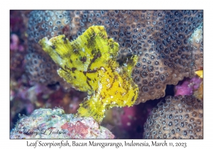 Leaf Scorpionfish