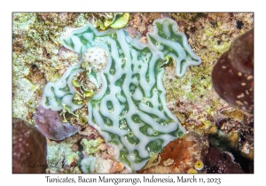 Tunicates