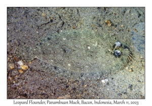 Leopard Flounder