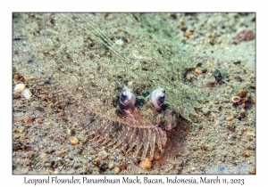 Leopard Flounder