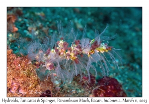 Hydroid, Tunicate & Sponge