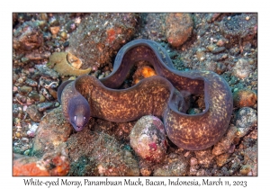 White-eyed Moray