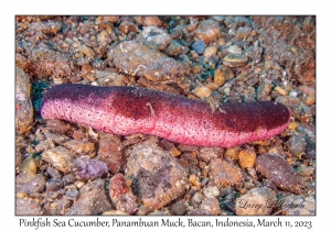 Pinkfish Sea Cucumber