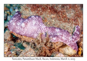 Tunicates