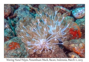 Waving Hand Polyps