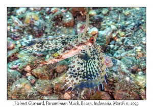 Helmet Gurnard