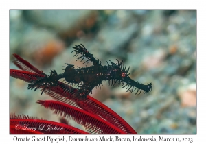 Ornate Ghost Pipefish