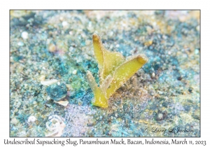 Undescribed Sapsucking Slug