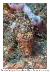 Needle Cuttlefish