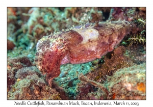 Needle Cuttlefish